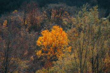 colorful autumn foliage Parco Nazionale Abruzzo Italy