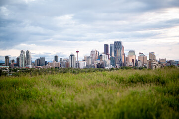 Fototapeta na wymiar Calgary skyline in summer with natural grass foreground