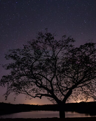 Fototapeta na wymiar árvore em uma noite estrelada