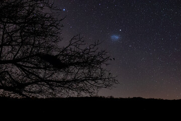 árvore em uma noite estrelada