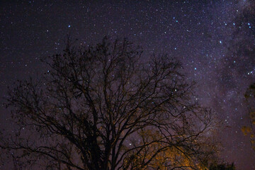 árvore em uma noite estrelada