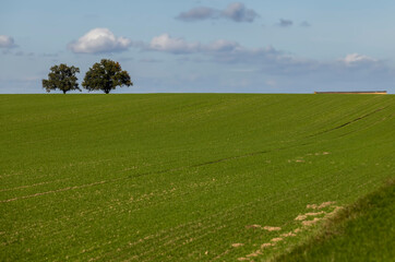 Two trees growing on the horizon fields