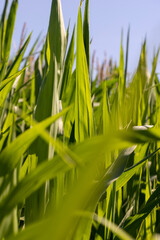 Green corn in a field in the sunny summer season