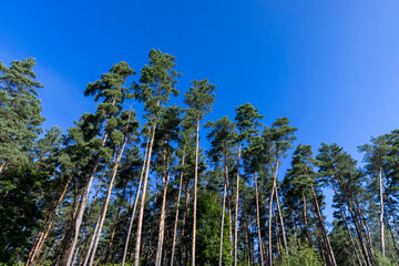 Tall trees in a pine forest illuminated by sunlight