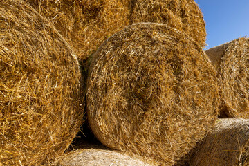 An agricultural field where wheat crops are harvested and straw stacks are stored