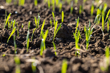Winter wheat variety covered with dew drops
