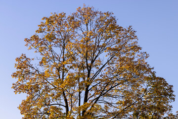 Autumn colorful foliage of maples during leaf fall