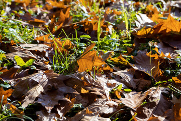 Fallen to the ground dry maple foliage in the autumn season