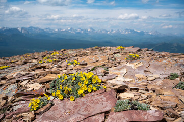 Yellow alpine flower growing on rocks, Table Mountain, Alberta - obrazy, fototapety, plakaty