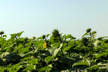 A large number of sunflowers in the agricultural field