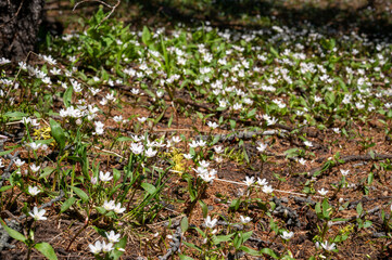 White snow drop flowers growing in alpine forest, Castle Provincial Park, Alberta, Canada