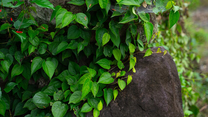 岩に張り付いた緑