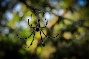 Araña