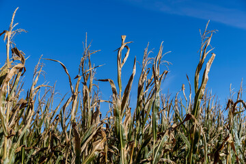 Ripe corn in the field in the summer