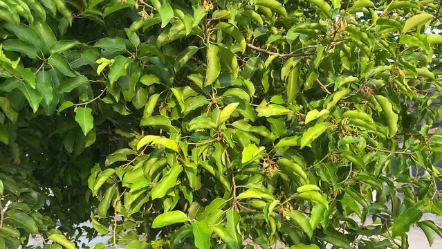 Mimusops elengi tree in nature garden
