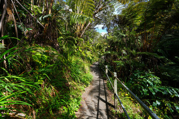 Jungle path leading to the Thurston lava tube in the Kilauea crater in the Hawaiian Volcanoes National Park on the Big Island of Hawai'i in the Pacific Ocean