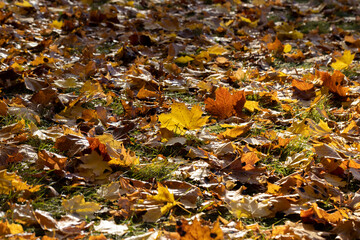 Fallen to the ground dry maple foliage in the autumn season