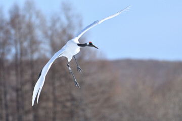 Bird watching, red-crowned crane, in
 winter
