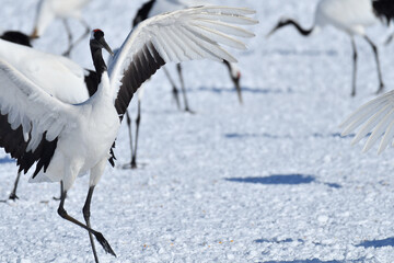 Bird watching, red-crowned crane, in
 winter