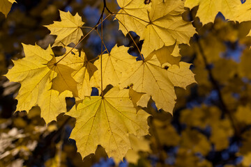 Naklejka na ściany i meble Autumn colorful foliage of maples during leaf fall