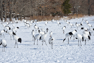 Obraz premium Bird watching, red-crowned crane, in winter