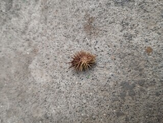 urchin on the sand