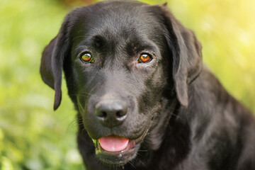 Black labrador on green grass. Portrait of a dog in the sunshine.