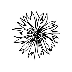 Fototapeta na wymiar wild flowers, dooddle, lineart, vector, illustration, hand drawing