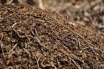 Anthill close-up. Forest ants in early spring.