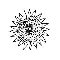 wild flowers, dooddle, lineart, vector, illustration, hand drawing