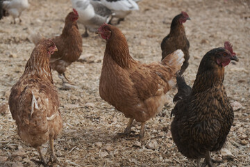 
Chickens raised by natural feeding in the village environment
