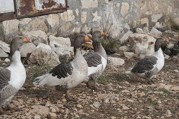 Kars goose famous for its taste in Turkey
