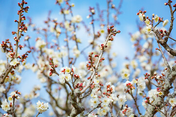 藤川天神の白梅	