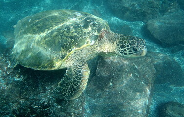 Fototapeta premium Green Sea Turtle, Maui Hawaii