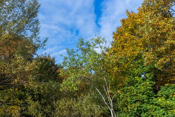 Mixed forest in the autumn season with different deciduous trees