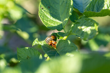 Colorado beetles, growing potatoes as a food product
