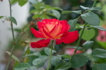 A freshness red rose