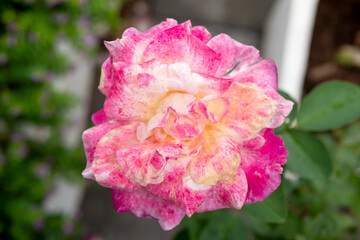 A rose blooming