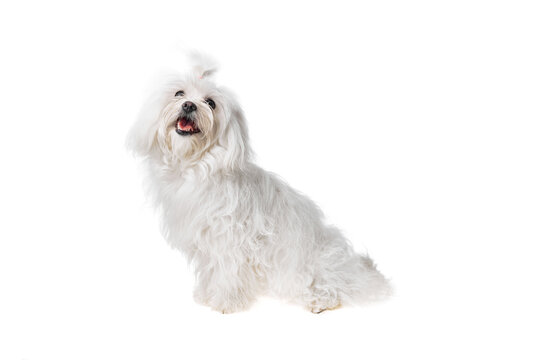 Beautiful and cute white bichon maltese dog over isolated background. Studio shoot of purebreed bichon puppy.