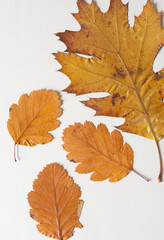 background with autumn leaves