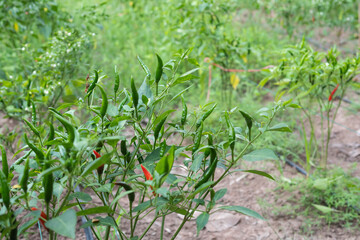 Fresh green chili and ripe red on tree
