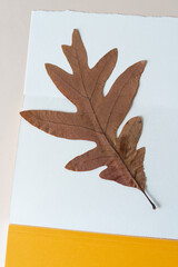 autumn leaf on a blank book