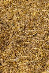 Yellow-golden straw in the field after harvesting