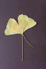 two autumn gingko leaves on dark brown paper