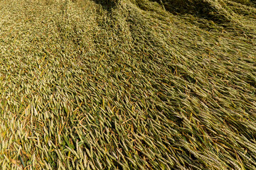 An agricultural field where wheat is grown