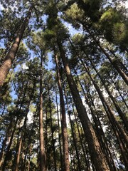Fototapeta premium trees in the forest