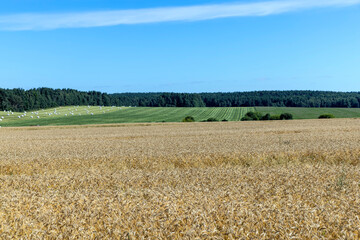 Fields with ripening unripe wheat