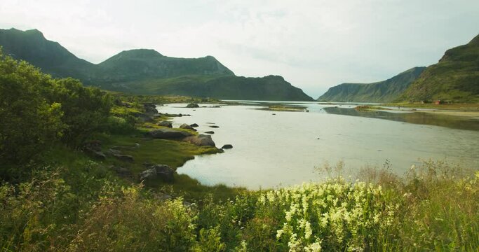 Lake and mountains landscape scenic view in sunny day. long grass and bushes in the foreground. Lofoten Islands, beautiful nature in the Norway fjords.
