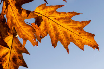 Fototapeta na wymiar Orange dry oak foliage in the autumn season
