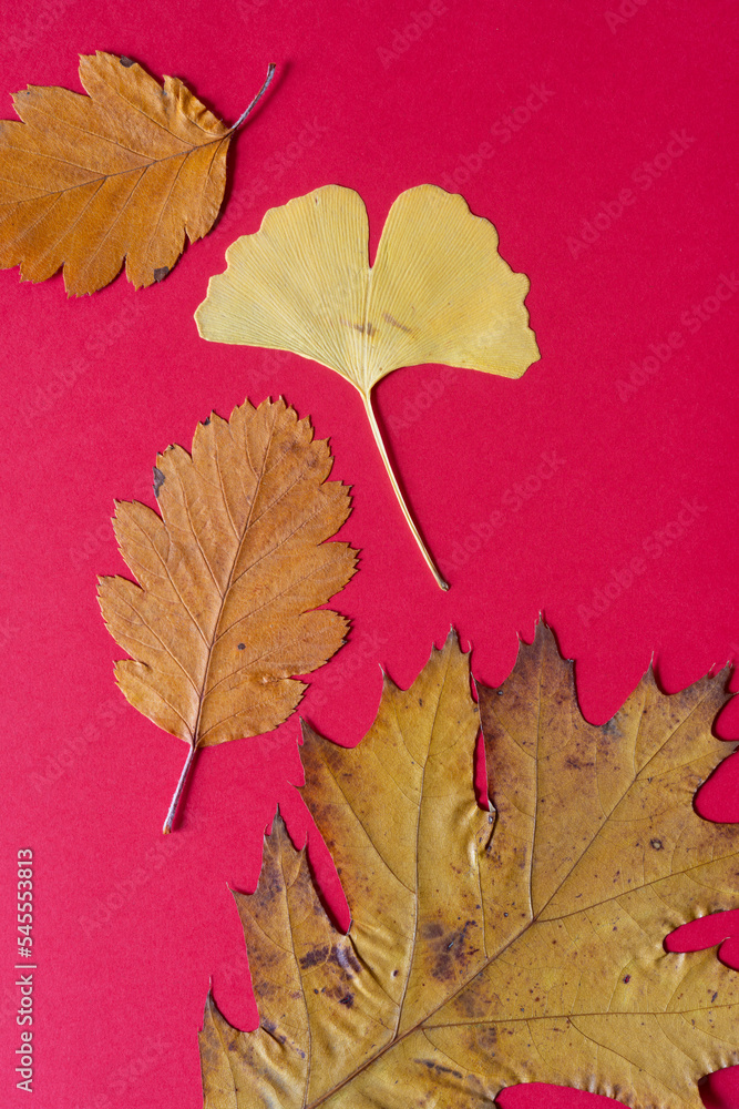 Wall mural autumn leaves on red paper